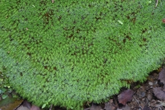 Tortella squarrosa