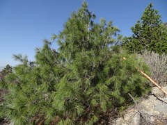 Pinus pinceana