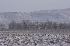 Centrocercus urophasianus