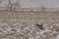 Centrocercus urophasianus