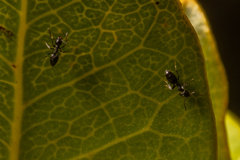 Technomyrmex albipes