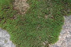 Tortella squarrosa