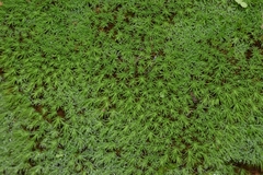 Tortella squarrosa