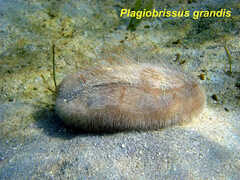 Plagiobrissus grandis image