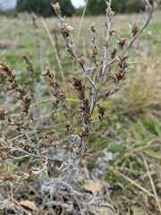 Artemisia taurica