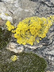 Candelariella rosulans
