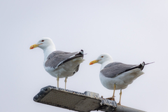 Larus fuscus barabensis
