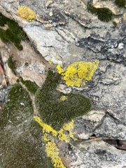 Candelariella rosulans