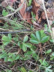 Sibbaldiopsis tridentata