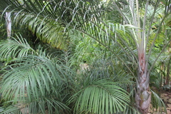 Dypsis lutescens
