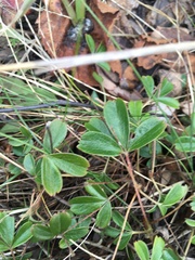 Sibbaldiopsis tridentata