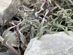 Penstemon incertus