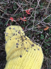 Sibbaldiopsis tridentata