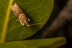 Ptyomaxia trigonogramma