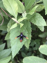 Rhynchium haemorrhoidale