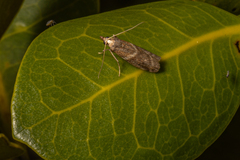 Ptyomaxia trigonogramma