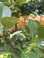Psidium cattleyanum