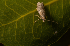 Ptyomaxia trigonogramma