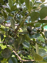 Psidium cattleyanum