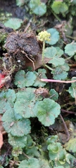 Hydrocotyle bonplandii