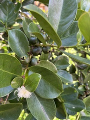 Psidium cattleyanum