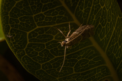 Ptyomaxia trigonogramma