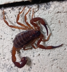 Centruroides limbatus