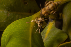 Ptyomaxia trigonogramma