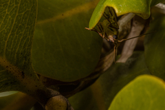 Ptyomaxia trigonogramma