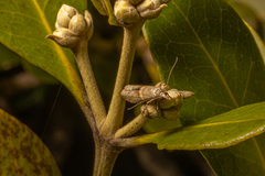Ptyomaxia trigonogramma