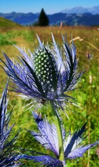 Eryngium alpinum