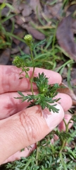 Lepidium bipinnatifidum