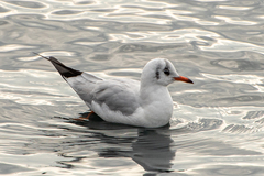 Chroicocephalus ridibundus