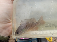 Lepomis aquilensis