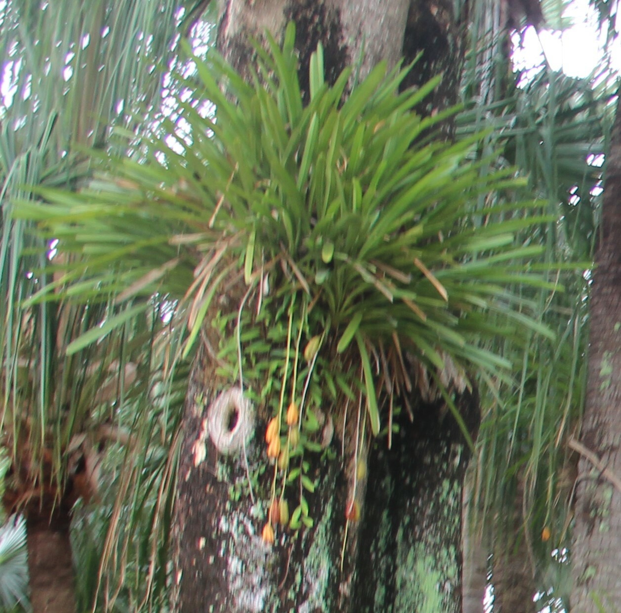 Cymbidium aloifolium