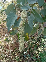 Croton draco
