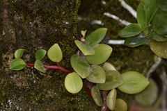 Peperomia glabella