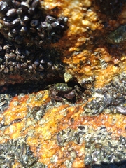 Pachygrapsus transversus