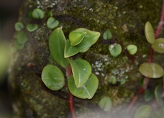 Peperomia glabella