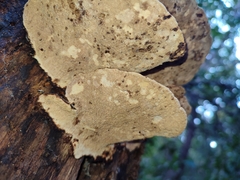 Earliella