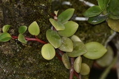 Peperomia glabella