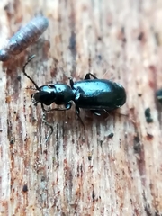 Dromiusina