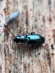 Dromiusina