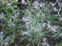 Solanum elaeagnifolium