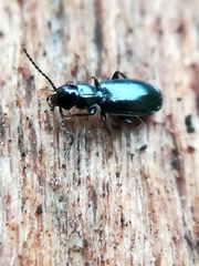 Dromiusina