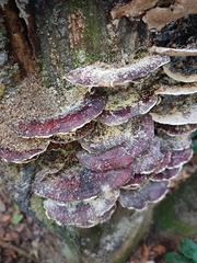 Earliella