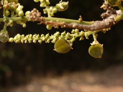Lepisanthes tetraphylla
