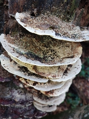 Earliella