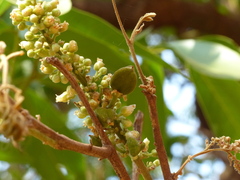 Lepisanthes tetraphylla