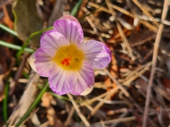 Crocus versicolor